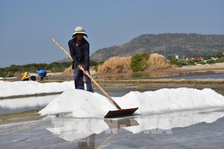 Làng Mắm Truyền Thống Ở Phú Quốc: Di Sản Văn Hóa Từ Biển Cả